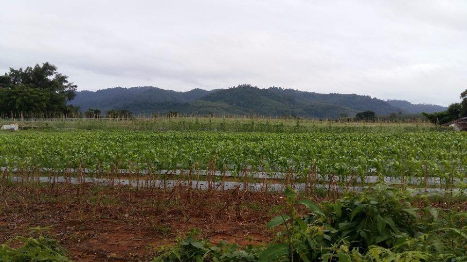 Dachatorn Village Khao Lak Buitenkant foto